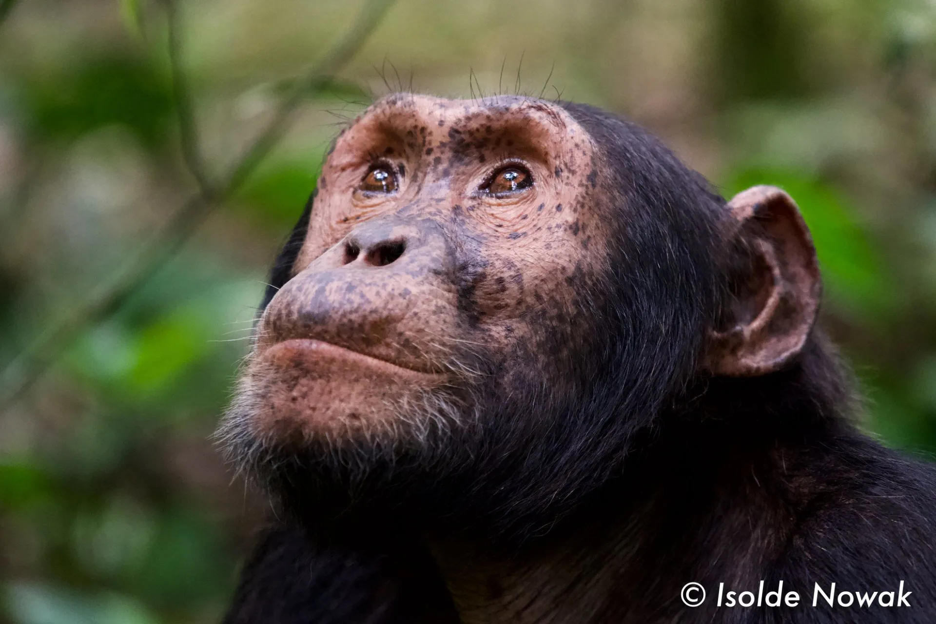 Schimpansen-Tracking in Kibale Forest