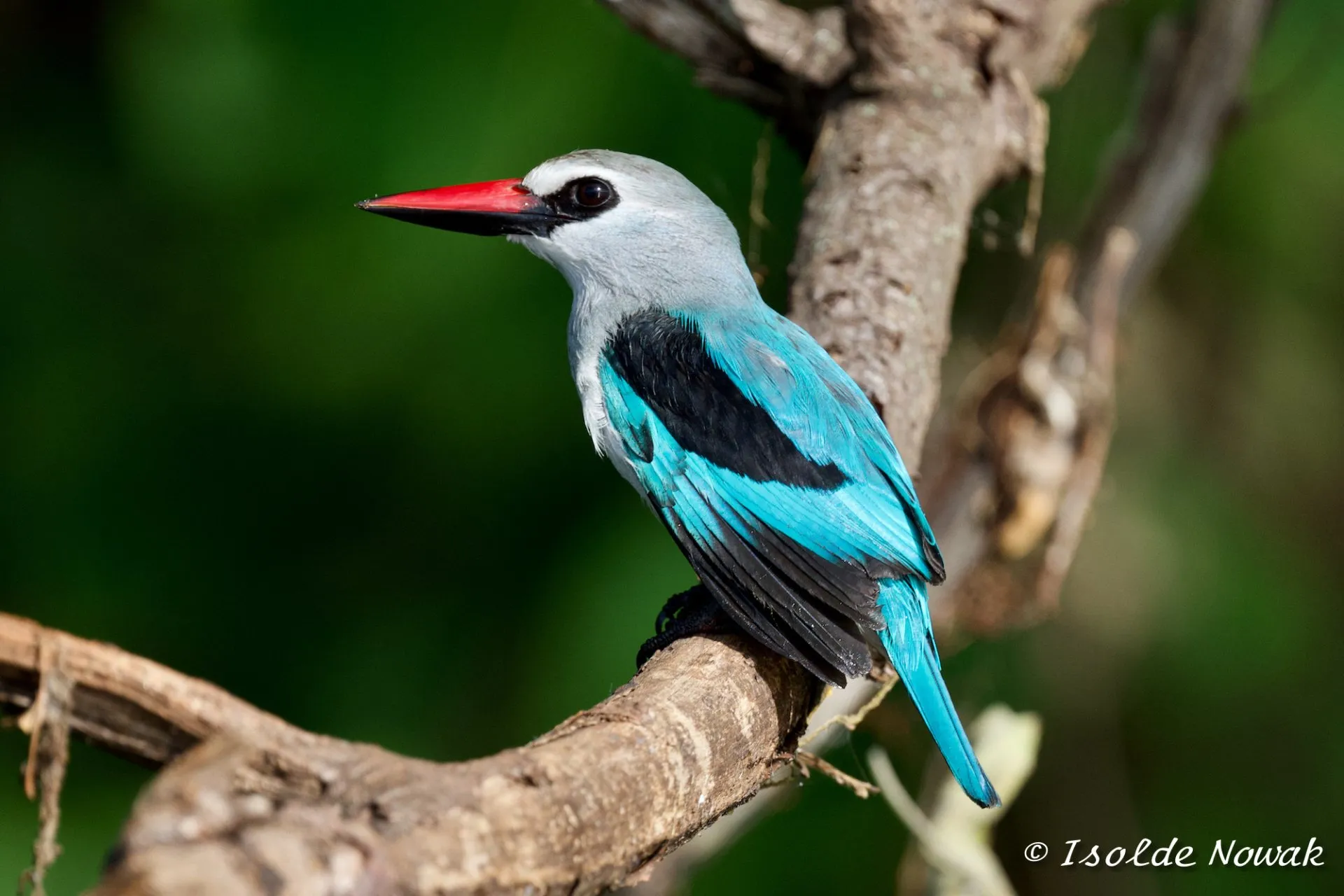 Vogel-Safaris in Kibale, Bwindi, Mabamba