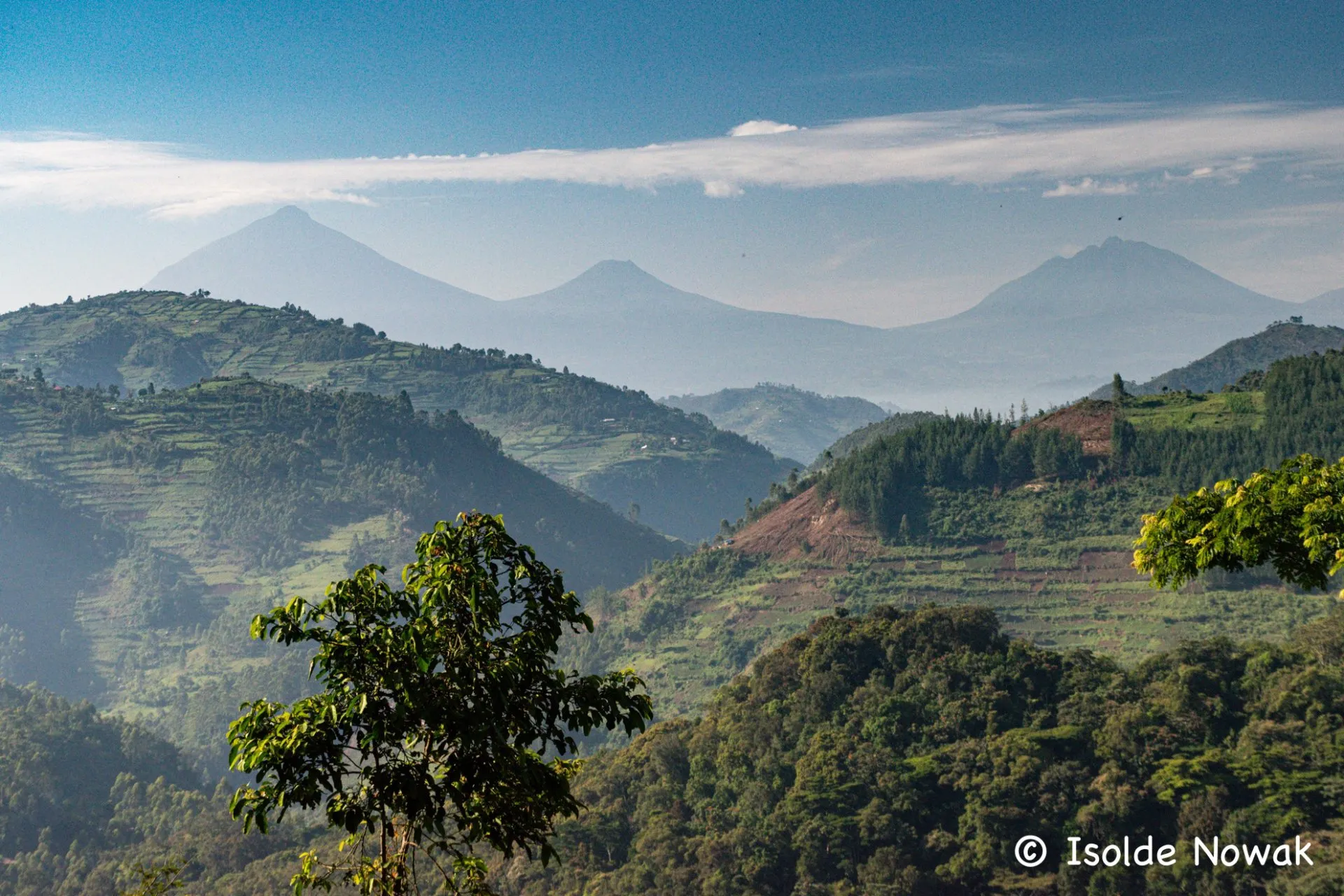Gorilla-Tracking in Bwindi & Mgahinga
