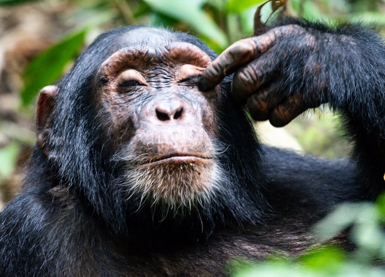 Gruppenreisen – Uganda Safari