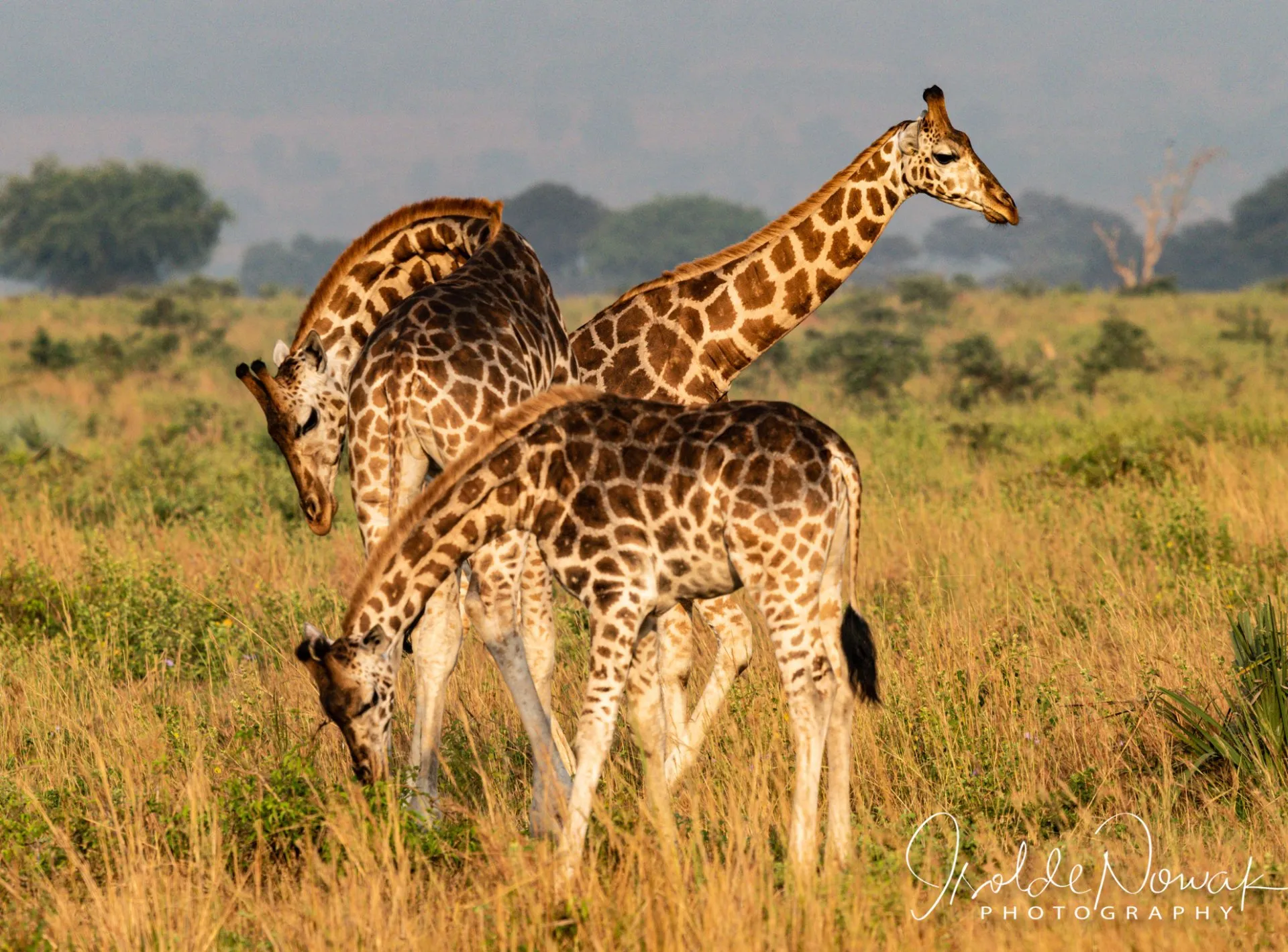 Private Reisen Midrange – Uganda Safari