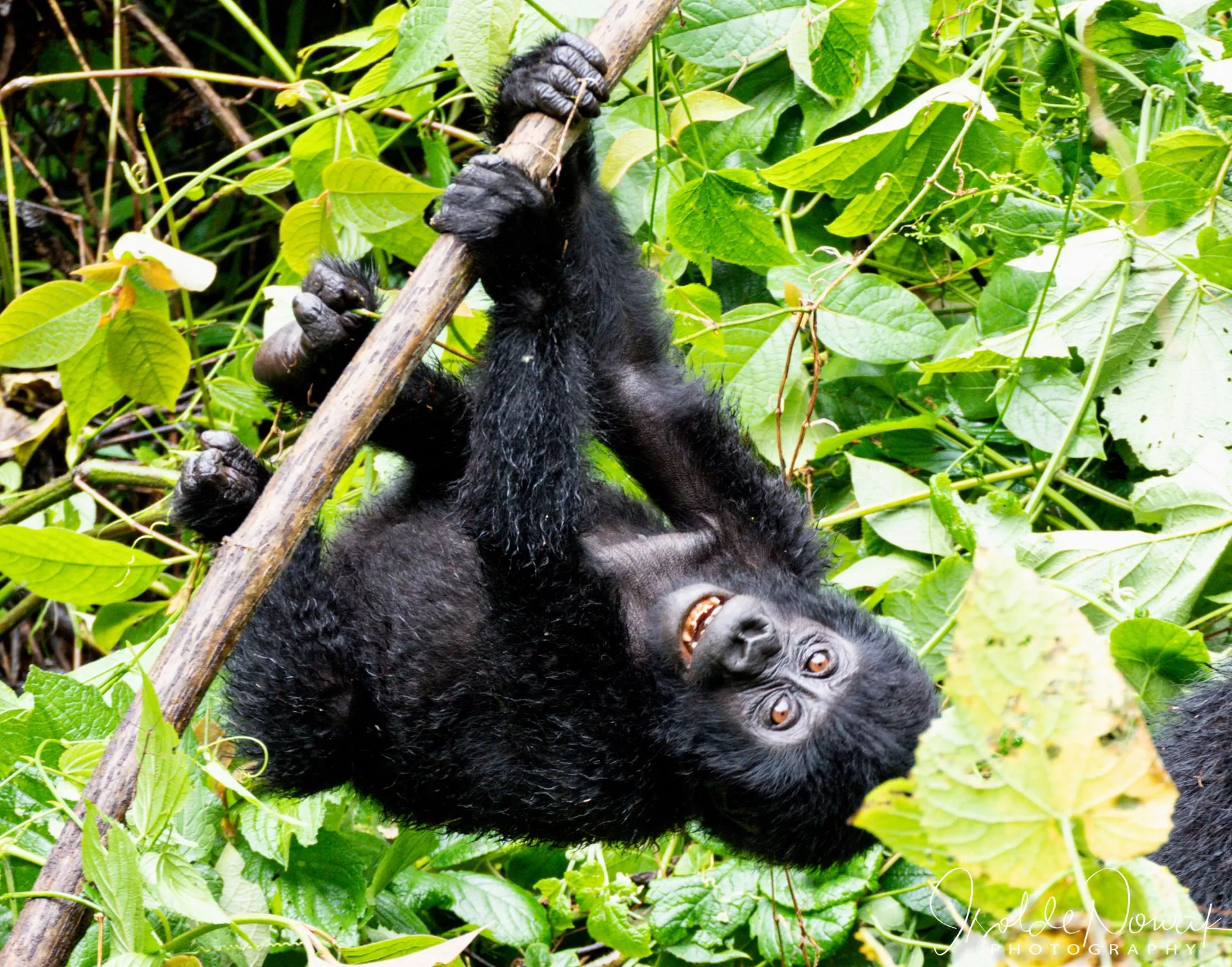 Luxuriöse Safaris – Uganda Safari